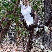 Roxy is registered to the contest to win money with this photo: bark, branch, cat, collar, dry_leaves, feline, fluffy, forest, ground, leaves, longhair_cat, moss, nature, outdoors, perched, portrait, tag, tree, trunk, wildlife