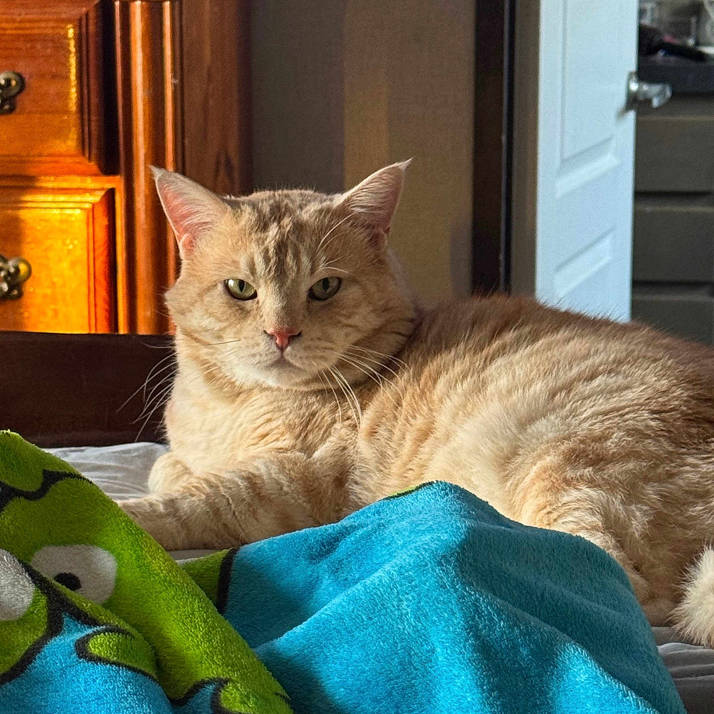 Zeus joined the competition — help win amazing prizes! animal, bed, blanket, cat, cozy, domestic_cat, door, feline, fur, furniture, home, indoor, light, orange_cat, pet, resting, sunlight, tabby_cat, whiskers, wooden_furniture