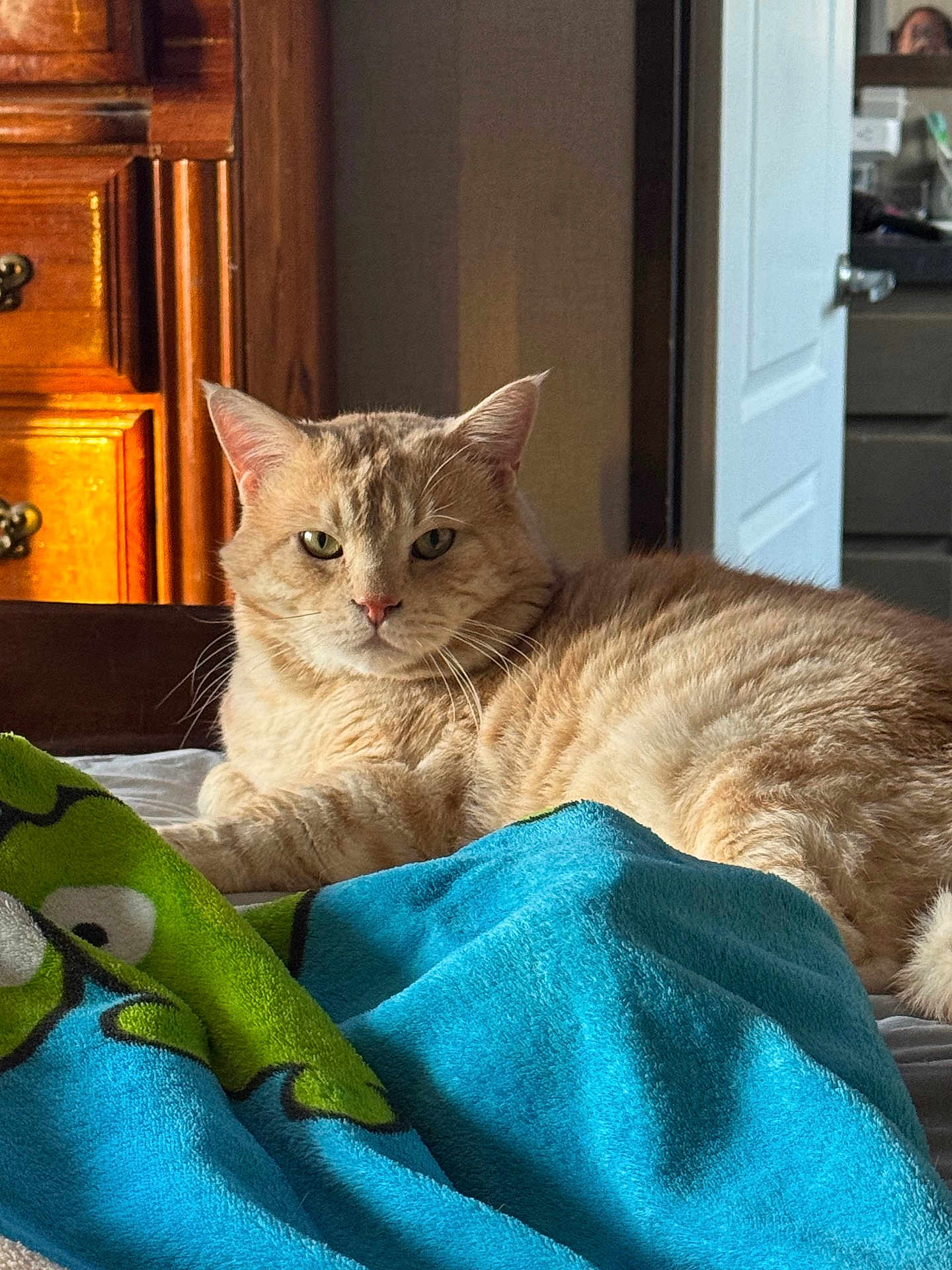 Zeus joined the competition — help win amazing prizes! cat, tabby_cat, bed, blanket, indoor, furniture, wooden_furniture, door, light, sunlight, cozy, animal, pet, resting, orange_cat, feline, domestic_cat, fur, whiskers, home