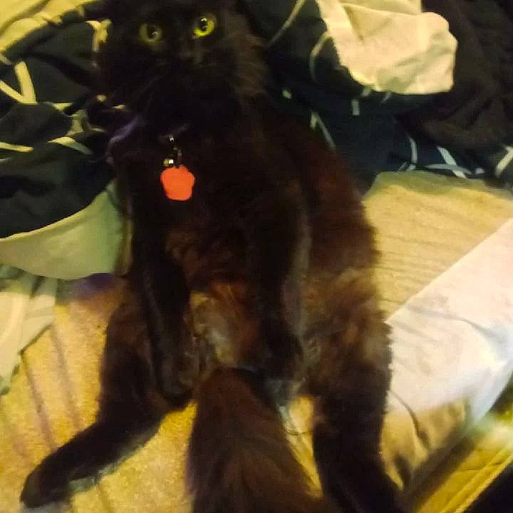 Chi-chi joined the competition — help win amazing prizes! black_cat, bombay, canidae, carnivore, cat, claw, companion_dog, dog_breed, domestic_short_haired_cat, felidae, fur, liver, mammal, paw, plant, small_to_medium_sized_cats, sporting_group, tail, terrestrial_animal, whiskers