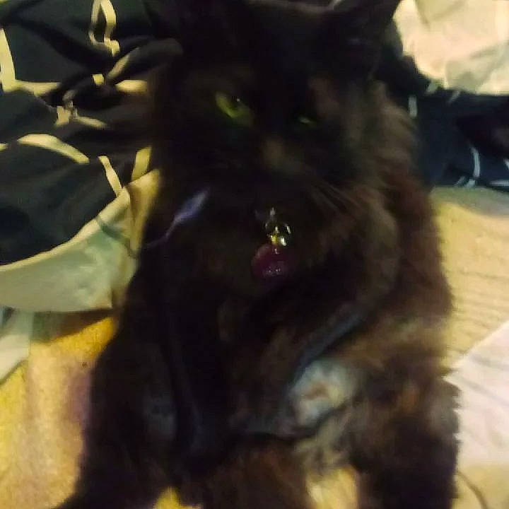 Chi-chi is registered to the contest to win money with this photo: canidae, carnivore, companion_dog, dog_breed, felidae, fur, liver, natural_material, small_to_medium_sized_cats, snout, sporting_group, tail, terrestrial_animal, whiskers, working_animal