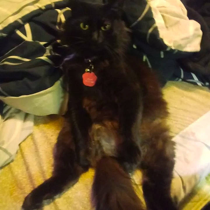 Chi-chi is registered to the contest to win money with this photo: black_cat, bombay, canidae, carnivore, cat, claw, companion_dog, dog_breed, domestic_short_haired_cat, fawn, felidae, fur, liver, paw, small_to_medium_sized_cats, snout, sporting_group, tail, terrestrial_animal, whiskers