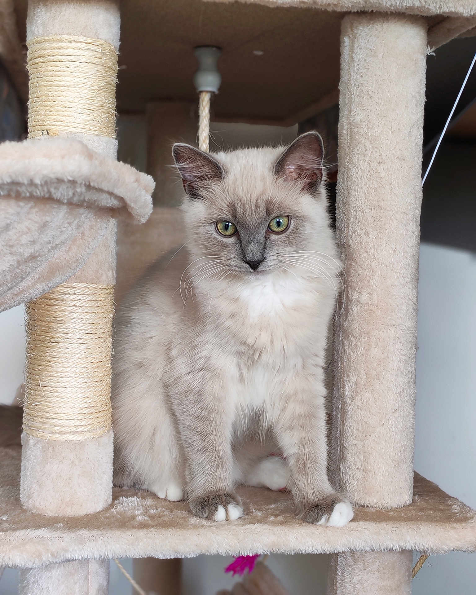Amande a rejoint le concours — aidez-le/la à gagner de superbes lots ! cat, kitten, feline, pet, green_eyes, fur, whiskers, cat_tree, carpeted, indoor, curious, cute, animal, paw, ears, playful, young_cat, domestic, soft, sitting