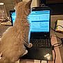cat, laptop, keyboard, screen, indoor, table, notebook, water_bottle, cord, chair, pet, technology, furniture, office, animal, computer, desk, work, fluffy, focused