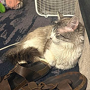 Tigger is registered to the contest to win money with this photo: cat, kitten, gray_cat, white_fur, fluffy, long_hair, sleeping, resting, animal, pet, whiskers, ears, tail, indoor, carpet, sandals, footwear, box_fan, home, cozy