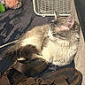 cat, kitten, gray_cat, white_fur, fluffy, long_hair, sleeping, resting, animal, pet, whiskers, ears, tail, indoor, carpet, sandals, footwear, box_fan, home, cozy