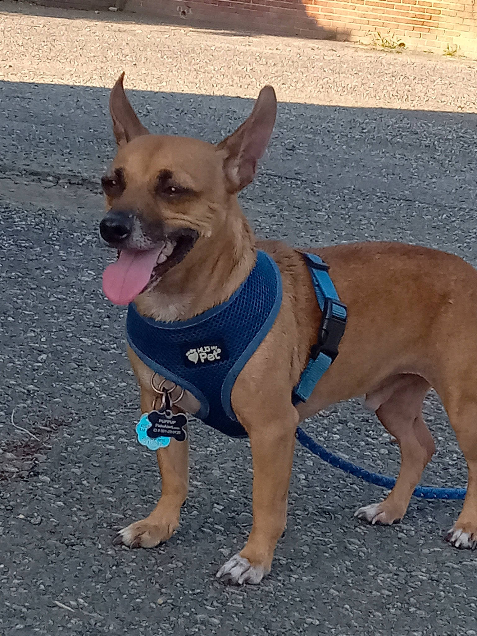 Puppup is registered to the contest to win money with this photo: canidae, carnivore, chihuahua, collar, companion_dog, dog, dog_breed, dog_clothes, dog_collar, dog_supply, fashion_accessory, fawn, hat, leash, pet_supply, road_surface, snout, sporting_group, toy_dog, working_animal