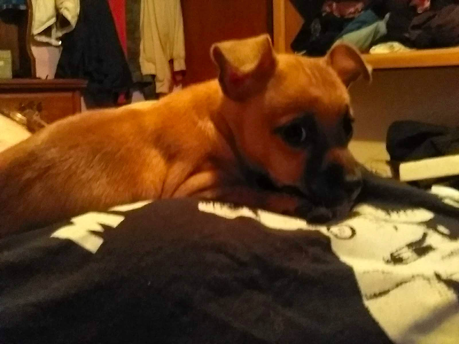 Puppup joined the competition — help win amazing prizes! canidae, carnivore, comfort, companion_dog, dog, dog_breed, dog_supply, fawn, flooring, fur, hardwood, linens, snout, sporting_group, terrestrial_animal, toy_dog, whiskers, wood, working_animal, wrinkle