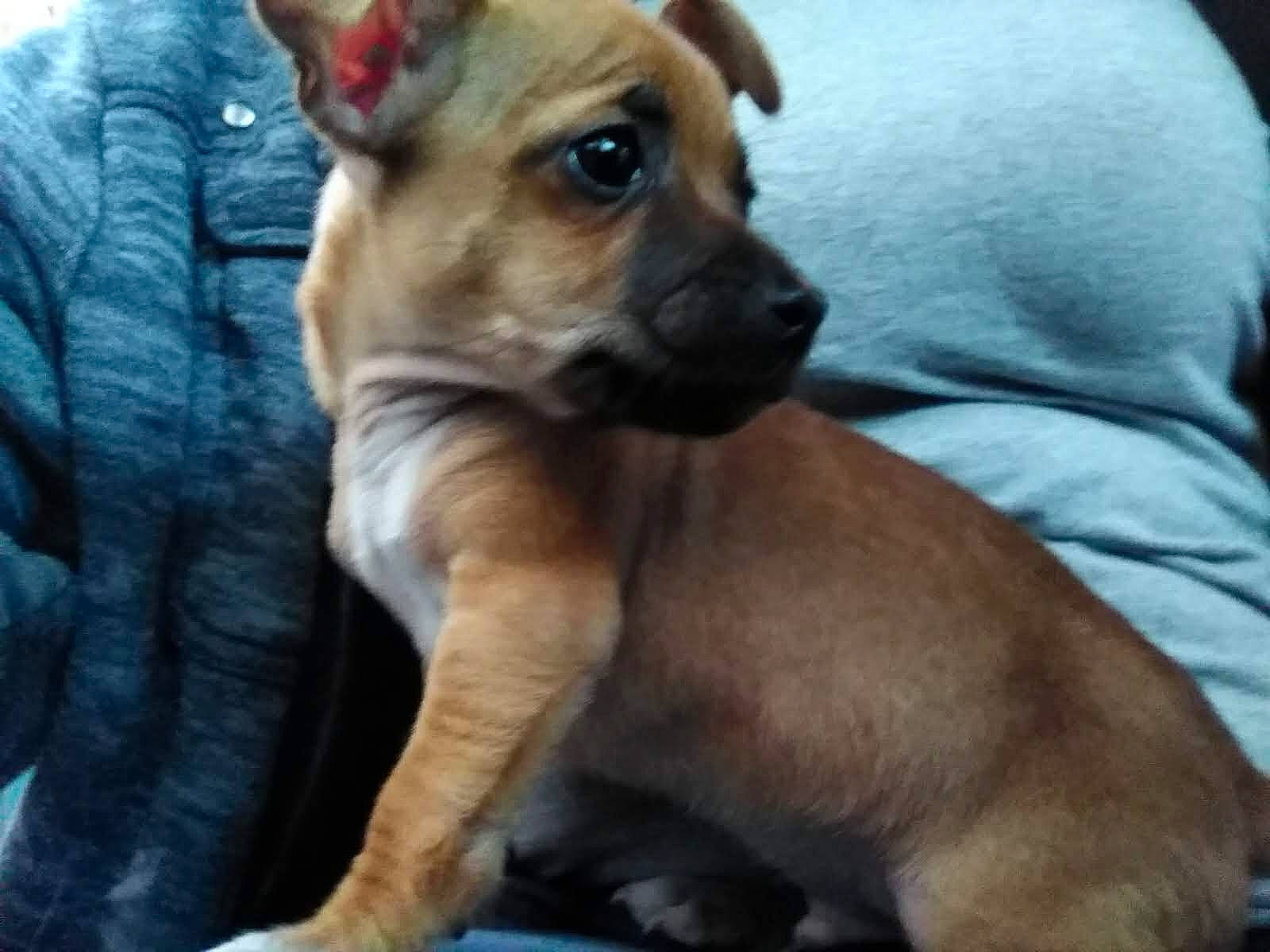 Puppup is registered to the contest to win money with this photo: bored, canidae, carnivore, comfort, companion_dog, dog, dog_breed, dog_supply, ear, fawn, fur, mammal, non_sporting_group, paw, snout, sporting_group, terrestrial_animal, toy_dog, whiskers, working_animal