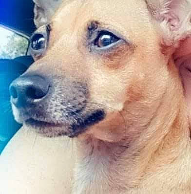 Puppup is registered to the contest to win money with this photo: canidae, carnivore, close_up, companion_dog, dog, dog_breed, dog_collar, ear, fawn, fur, happy, non_sporting_group, puppy, puppy_love, selfie, snout, sporting_group, whiskers, wildlife, working_animal