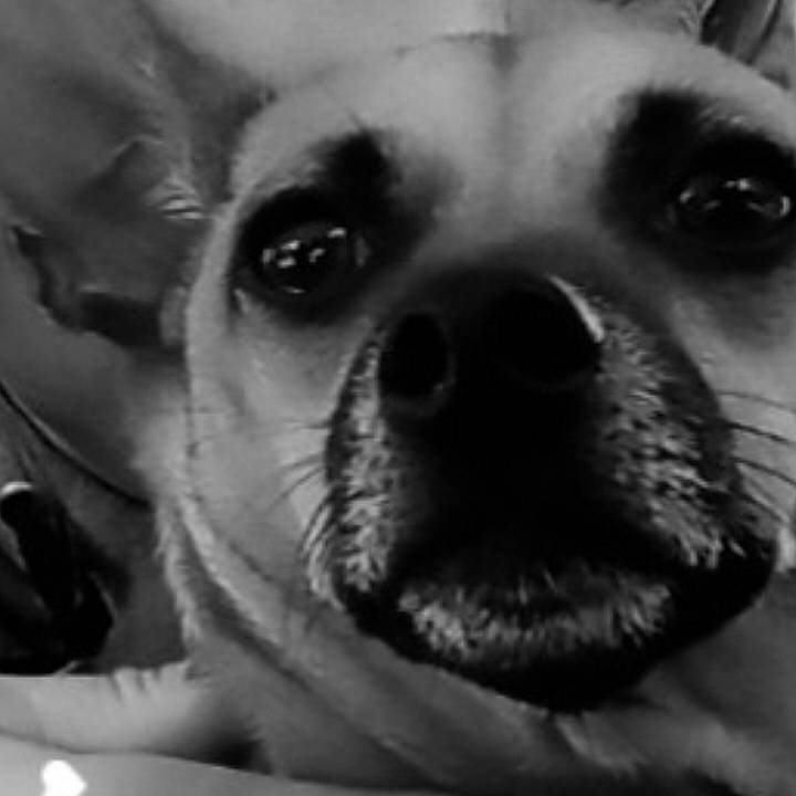 Puppup is registered to the contest to win money with this photo: black_and_white, canidae, carnivore, close_up, companion_dog, dog, dog_breed, ear, fawn, fur, iris, jaw, monochrome, monochrome_photography, nose, snout, sporting_group, toy_dog, whiskers, working_animal