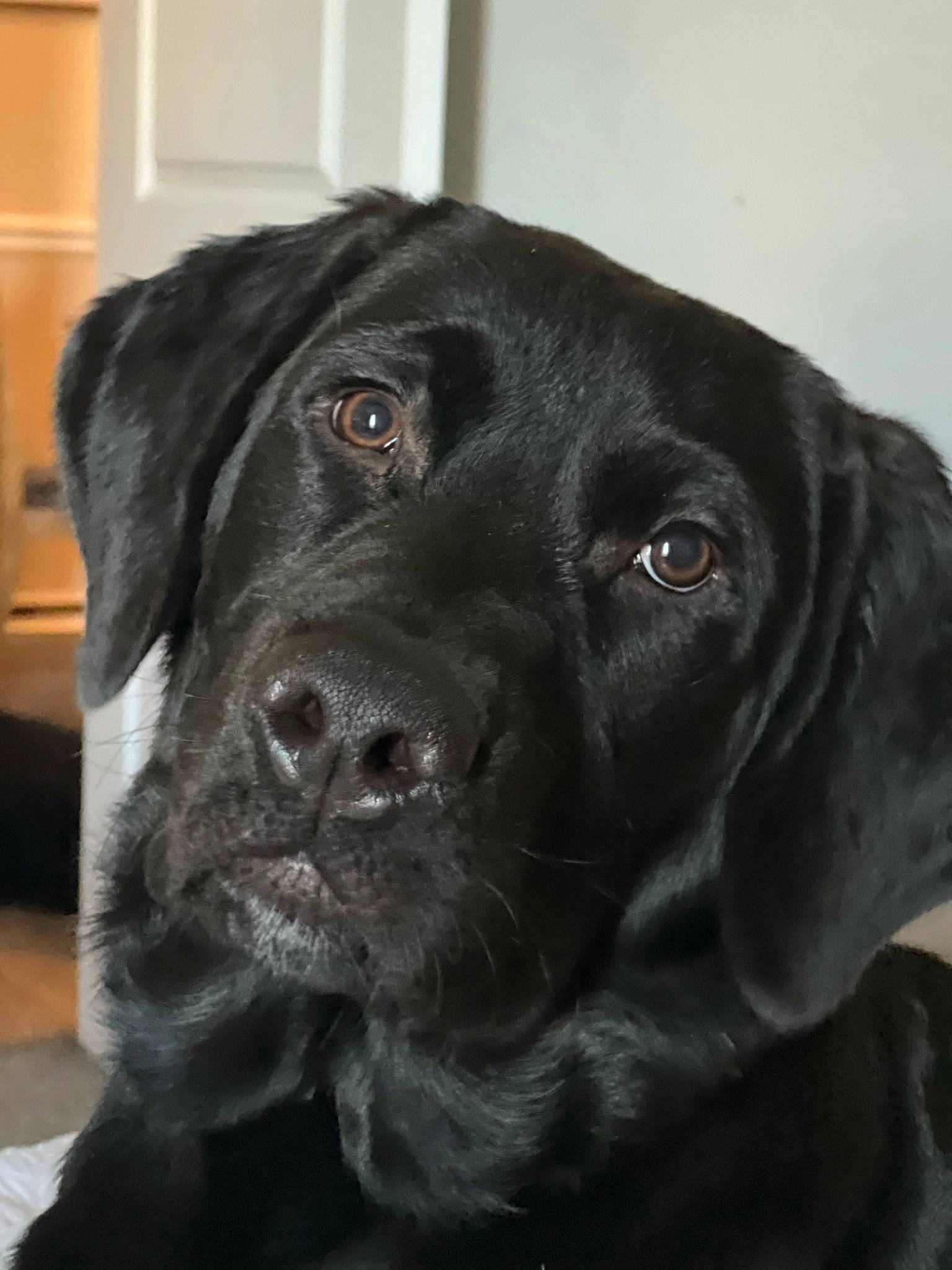 Mollie joined the competition — help win amazing prizes! borador, canidae, carnivore, companion_dog, dog, dog_breed, dog_collar, event, fur, gun_dog, hunting_dog, liver, retriever, snout, sporting_group, terrestrial_animal, whiskers, working_animal