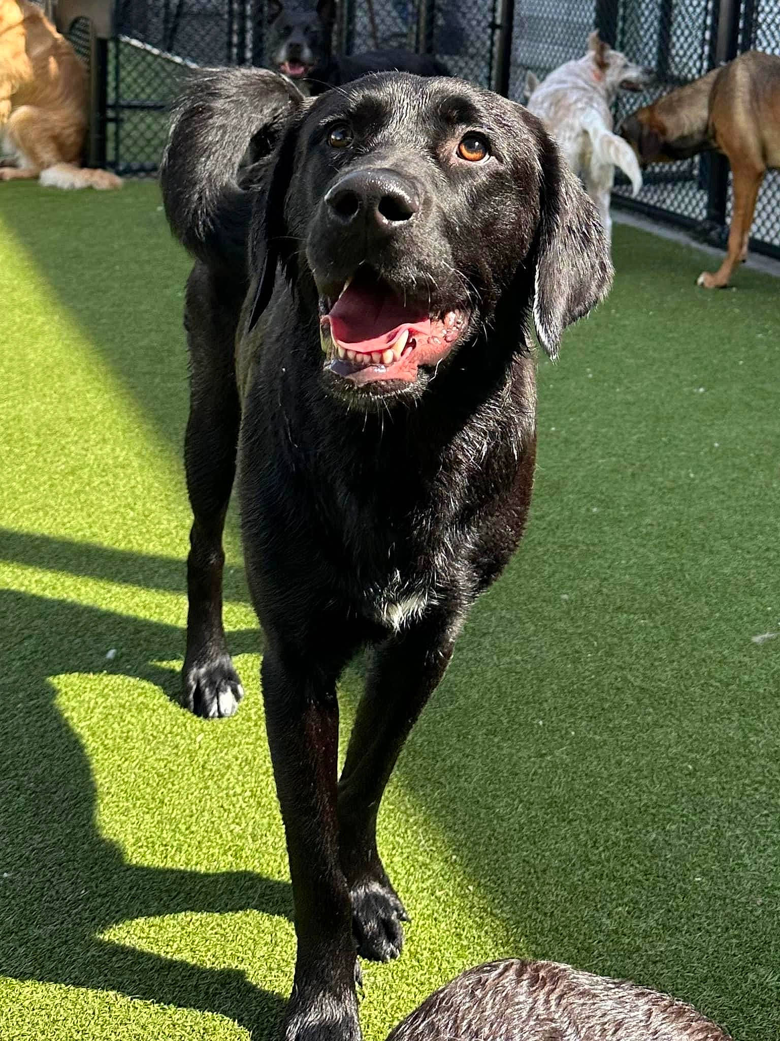 Mollie is registered to the contest to win money with this photo: balance, borador, canidae, collar, companion_dog, dog, dog_breed, dog_collar, grass, guard_dog, gun_dog, hunting_dog, retriever, terrestrial_animal, working_animal, working_dog