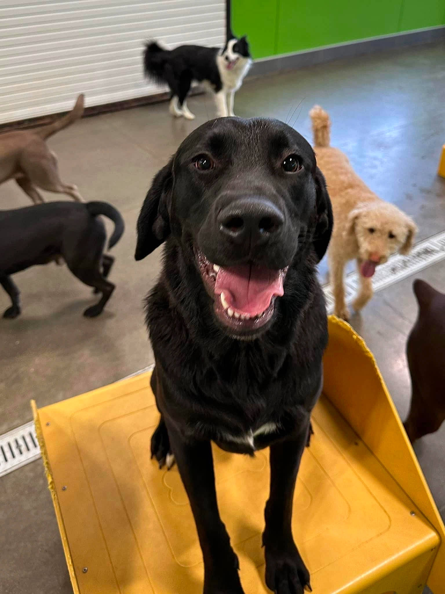 Mollie joined the competition — help win amazing prizes! borador, carnivore, collar, companion_dog, dog, dog_breed, dog_collar, flooring, fur, guard_dog, gun_dog, leash, liver, mammal, pet_supply, retriever, snout, vertebrate, working_animal, working_dog