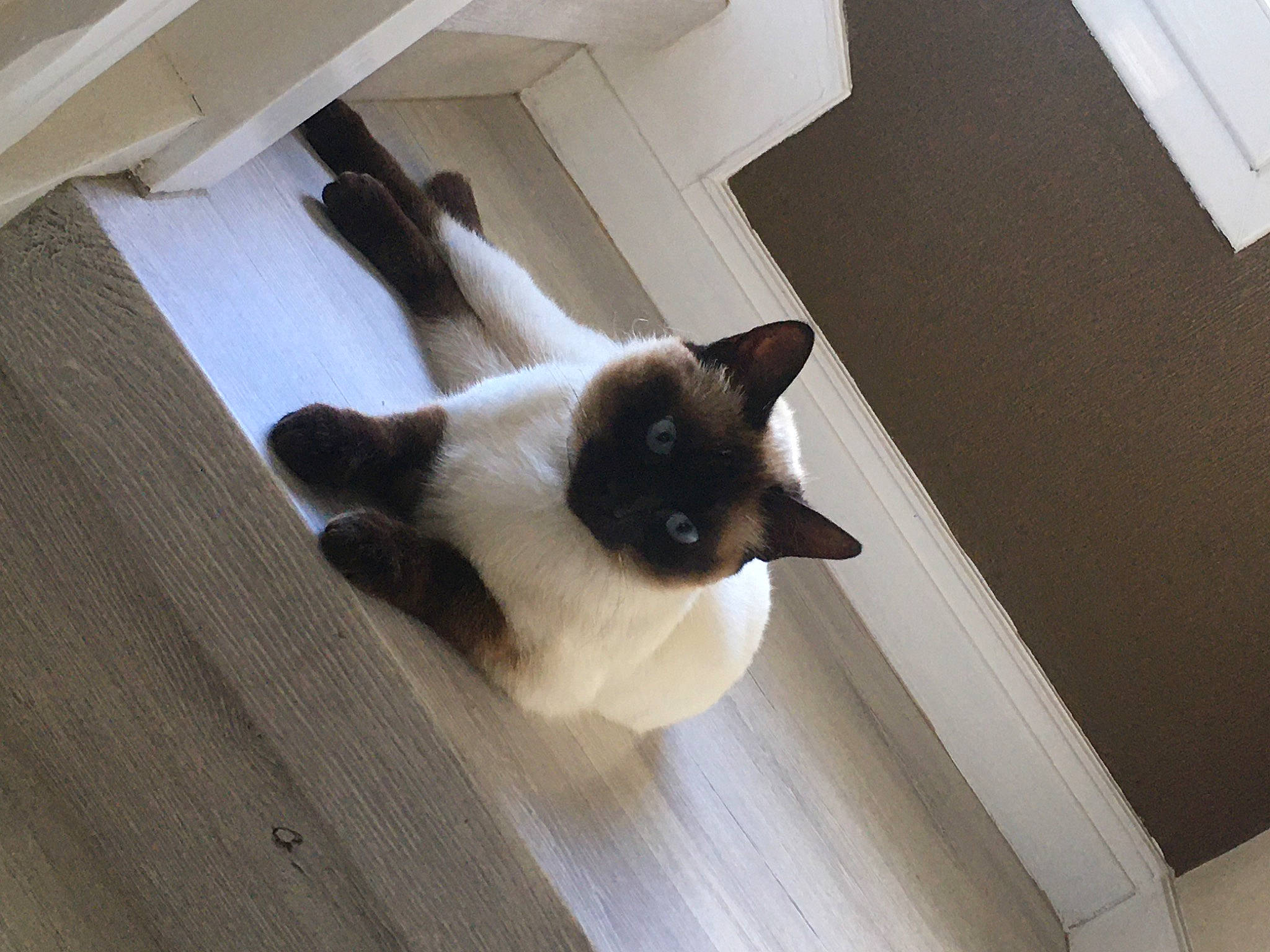 Réglisse participe au concours pour gagner de l'argent avec cette photo : balinese, birman, carnivore, cat, domestic_short_haired_cat, fawn, felidae, floor, flooring, fur, hardwood, plywood, room, siamese, small_to_medium_sized_cats, snout, tail, thai, whiskers, wood