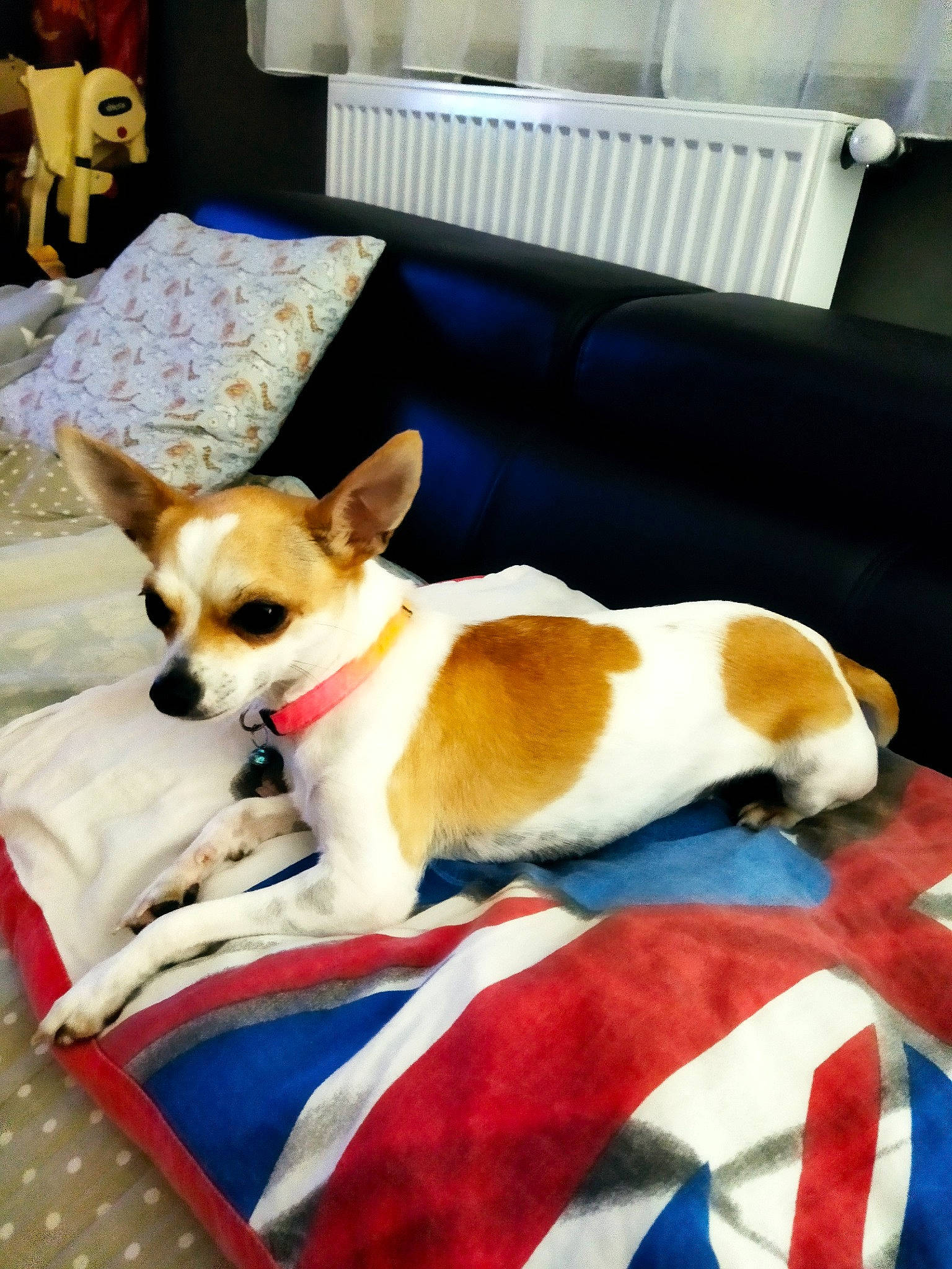 Shanelle a rejoint le concours — aidez-le/la à gagner de superbes lots ! canidae, carnivore, chihuahua, comfort, companion_dog, couch, dog, dog_bed, dog_breed, dog_supply, fawn, flooring, picture_frame, russkiy_toy, snout, sporting_group, tail, terrier, toy_dog, window
