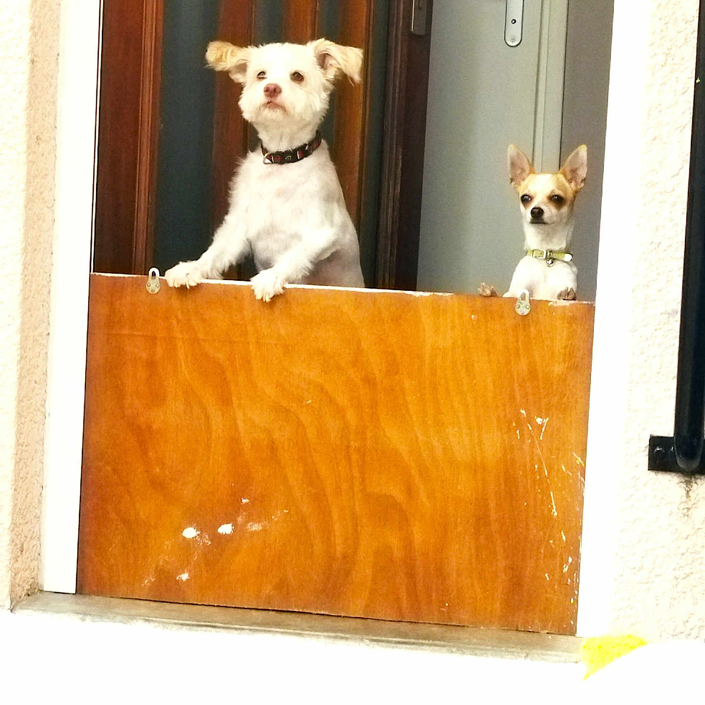 Shanelle Et Dyane a rejoint le concours — aidez-le/la à gagner de superbes lots ! dog, doorway, wooden_barrier, pet, curious, alert, collar, small_dog, medium_dog, indoor, door, handle, animal, furry, watching, looking, companions, two_dogs, domestic, cute