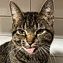 Waylon joined the competition — help win amazing prizes! animal, cat, close_up, cute, domestic, ears, face, feline, fur, indoor, looking_at_camera, mischievous, nose, pet, playful, portrait, tabby, tongue_out, whiskers, yellow_eyes
