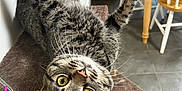Waylon is registered to the contest to win money with this photo: animal, cat, cat_tree, chairs, curious, dining_table, domestic, floor_tiles, fur, home, indoor, pet, playing, relaxed, scratching_post, tabby_cat, upside_down, whiskers, wooden_furniture, yellow_eyes