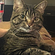 Waylon joined the competition — help win amazing prizes! animal, bottle, cat, close_up, cozy, cute, domestic, eyes, fabric, face, feline, fur, indoor, mammal, paw, pet, relaxed, resting, tabby, whiskers