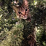 Waylon joined the competition — help win amazing prizes! animal, cat, christmas_lights, christmas_tree, close_up, curious, cute, decorations, eyes, feline, festive, greenery, holiday, indoor, nature, paws, pet, tabby_cat, tree_branches, whiskers