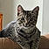 Waylon