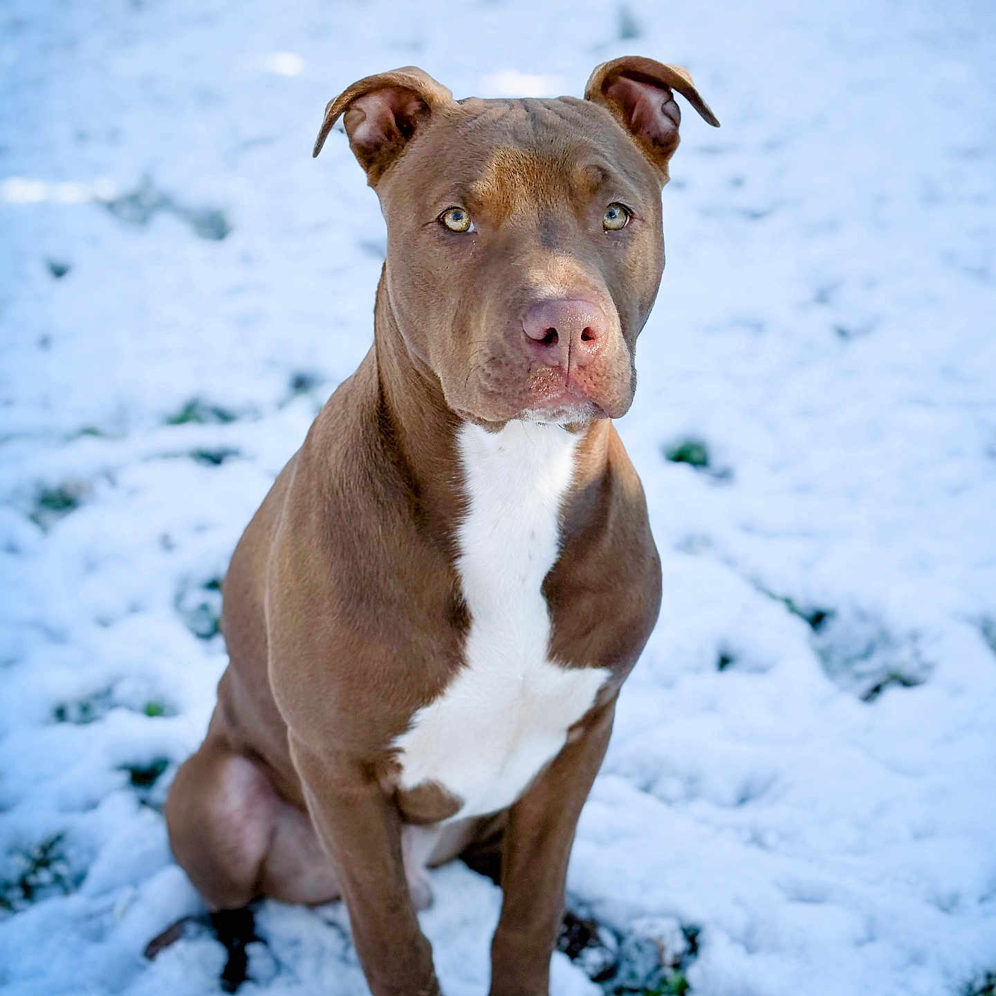 Taïrone a rejoint le concours — aidez-le/la à gagner de superbes lots ! alert, animal, brown_dog, canine, cold, cute, daylight, dog, ears_up, focused_eyes, fur, ground, nature, outdoor, pet, portrait, sitting, snow, white_chest, winter