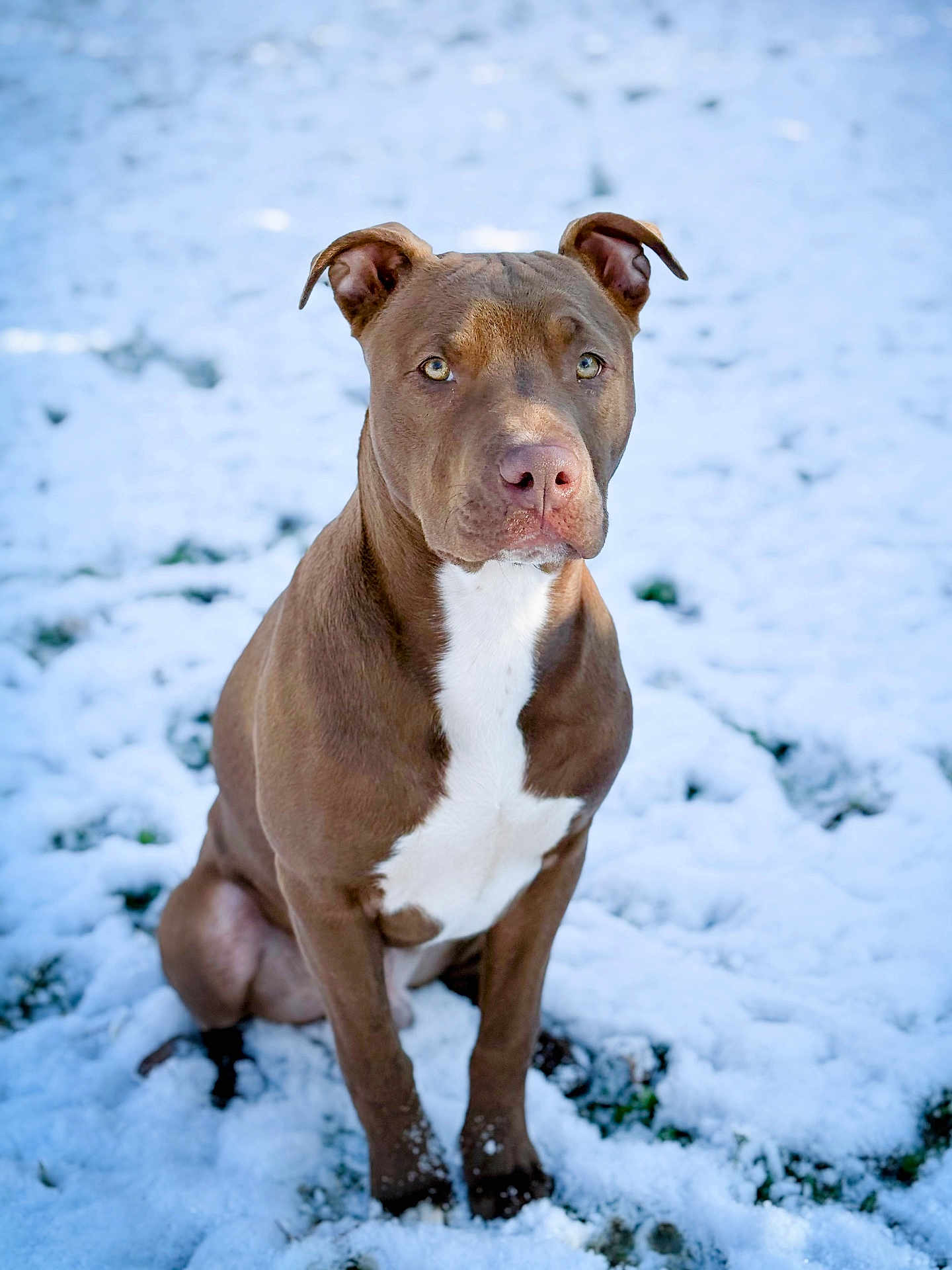 Taïrone a rejoint le concours — aidez-le/la à gagner de superbes lots ! dog, brown_dog, white_chest, sitting, snow, outdoor, pet, animal, ears_up, focused_eyes, winter, cold, nature, fur, canine, alert, portrait, ground, daylight, cute