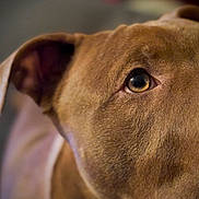 Taïrone a rejoint le concours — aidez-le/la à gagner de superbes lots ! dog, close_up, brown, fur, eye, ear, pet, animal, portrait, canine, background_blur, indoor, mammal, looking, snout, whiskers, domestic, expression, focused, head