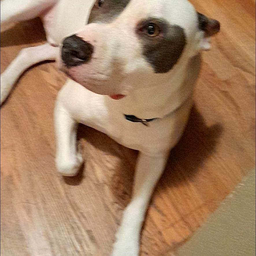 Levi joined the competition — help win amazing prizes! accessories, animal, bostonbull, boxer, bulldog, canine, dog, electronics, hardwood, hound, indoors, interiordesign, pet, phone, pitbull, plywood, pointer, puppy, strap, wood