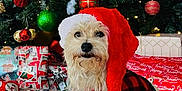 Toffy joined the competition — help win amazing prizes! celebration, christmas_ornaments, christmas_tree, cute, decorations, dog, festive, flooring, gift_wrapping, gold, green, holiday, indoor, pet_clothing, pine_tree, plaid, presents, red, santa_hat, white