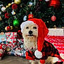 celebration, christmas_ornaments, christmas_tree, cute, decorations, dog, festive, flooring, gift_wrapping, gold, green, holiday, indoor, pet_clothing, pine_tree, plaid, presents, red, santa_hat, white