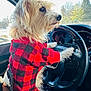 Toffy joined the competition — help win amazing prizes! animal, car, checkered_pattern, companion, cute, dashboard, daylight, dog, furry, inside_vehicle, outdoor, parked_car, pet, red_sweater, seat, side_view, steering_wheel, trees, window, winter_clothing