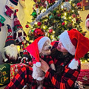 Toffy joined the competition — help win amazing prizes! celebration, christmas_tree, cozy, decorations, dog, festive, gift_boxes, gnomes, holiday, holiday_lights, indoor, pajamas, pet, plaid, santa_hat, seasonal, smiling, stockings, warm_lighting, woman