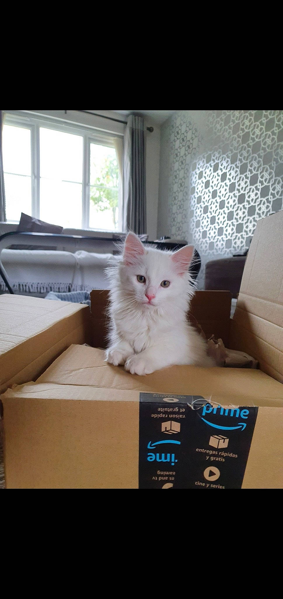 Curtis is registered to the contest to win money with this photo: box, british_semi_longhair, carnivore, cat, domestic_long_haired_cat, domestic_short_haired_cat, felidae, kitten, mammal, napoleon_cat, norwegian_forest_cat, persian, photo_caption, ragamuffin, ragdoll, small_to_medium_sized_cats, turkish_angora, whiskers