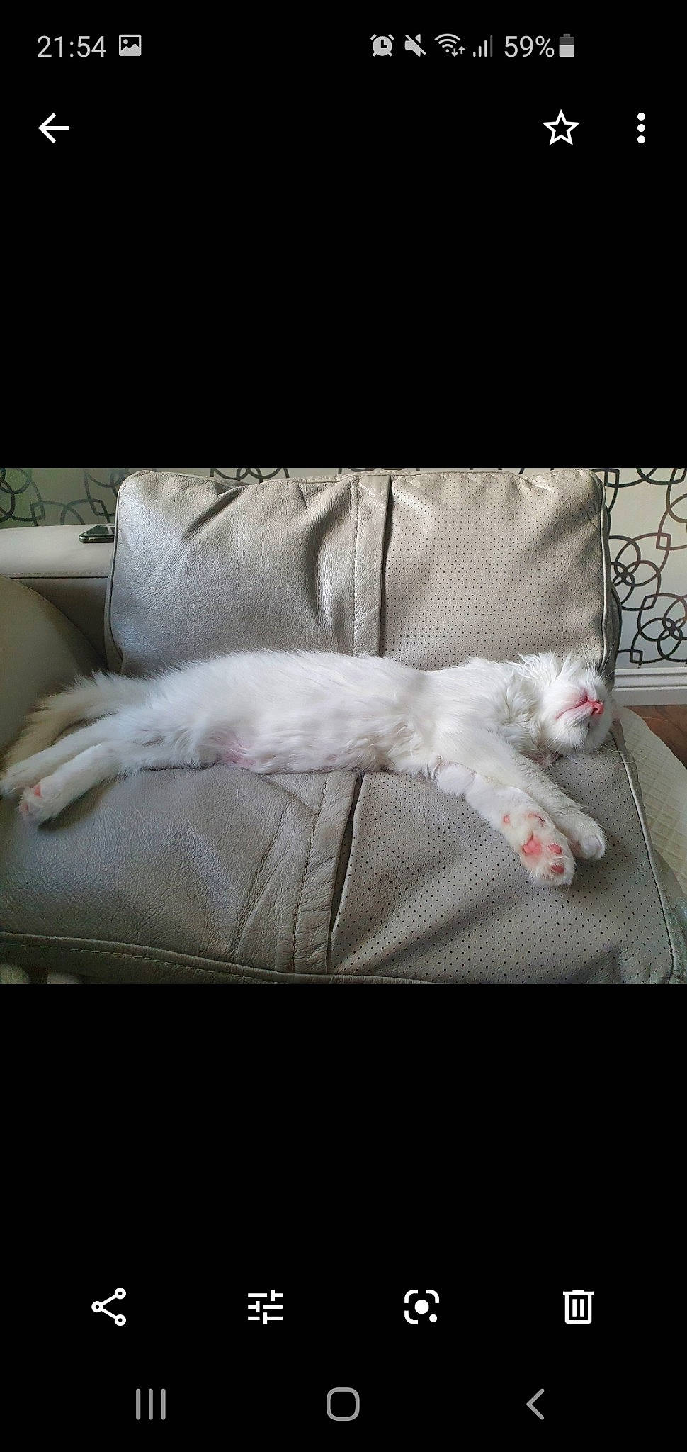 Curtis is registered to the contest to win money with this photo: carnivore, cat, comfort, felidae, fur, furniture, hand, kitten, leg, nap, paw, polydactyl_cat, sleep, small_to_medium_sized_cats, tail, turkish_angora, turkish_van, whiskers