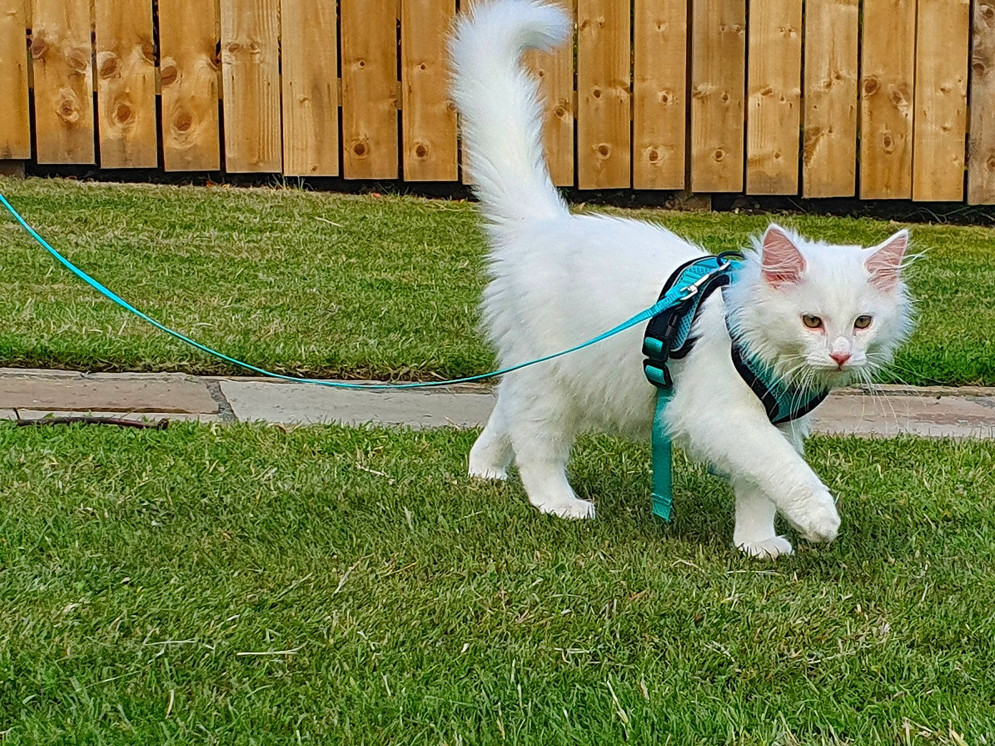 Curtis joined the competition — help win amazing prizes! canidae, carnivore, cat, felidae, fur, grass, house, kitten, lawn, mammal, plant, small_to_medium_sized_cats, tail, turkish_angora, turkish_van, whiskers, white, yard
