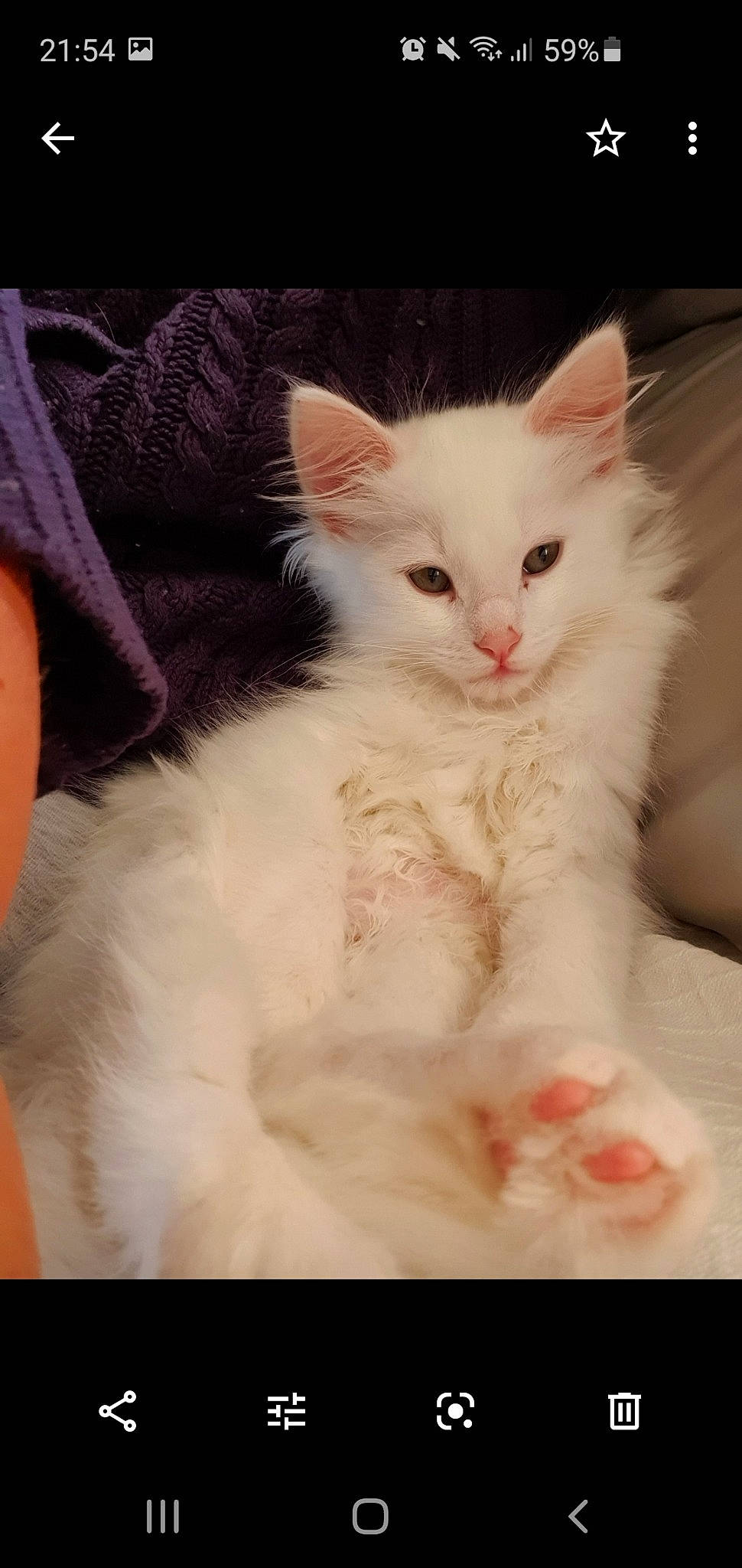 Curtis is registered to the contest to win money with this photo: asian_semi_longhair, british_semi_longhair, carnivore, cat, domestic_long_haired_cat, ear, eye, felidae, fur, kitten, maine_coon, mammal, norwegian_forest_cat, oriental_longhair, ragdoll, small_to_medium_sized_cats, turkish_angora, turkish_van, vertebrate, whiskers