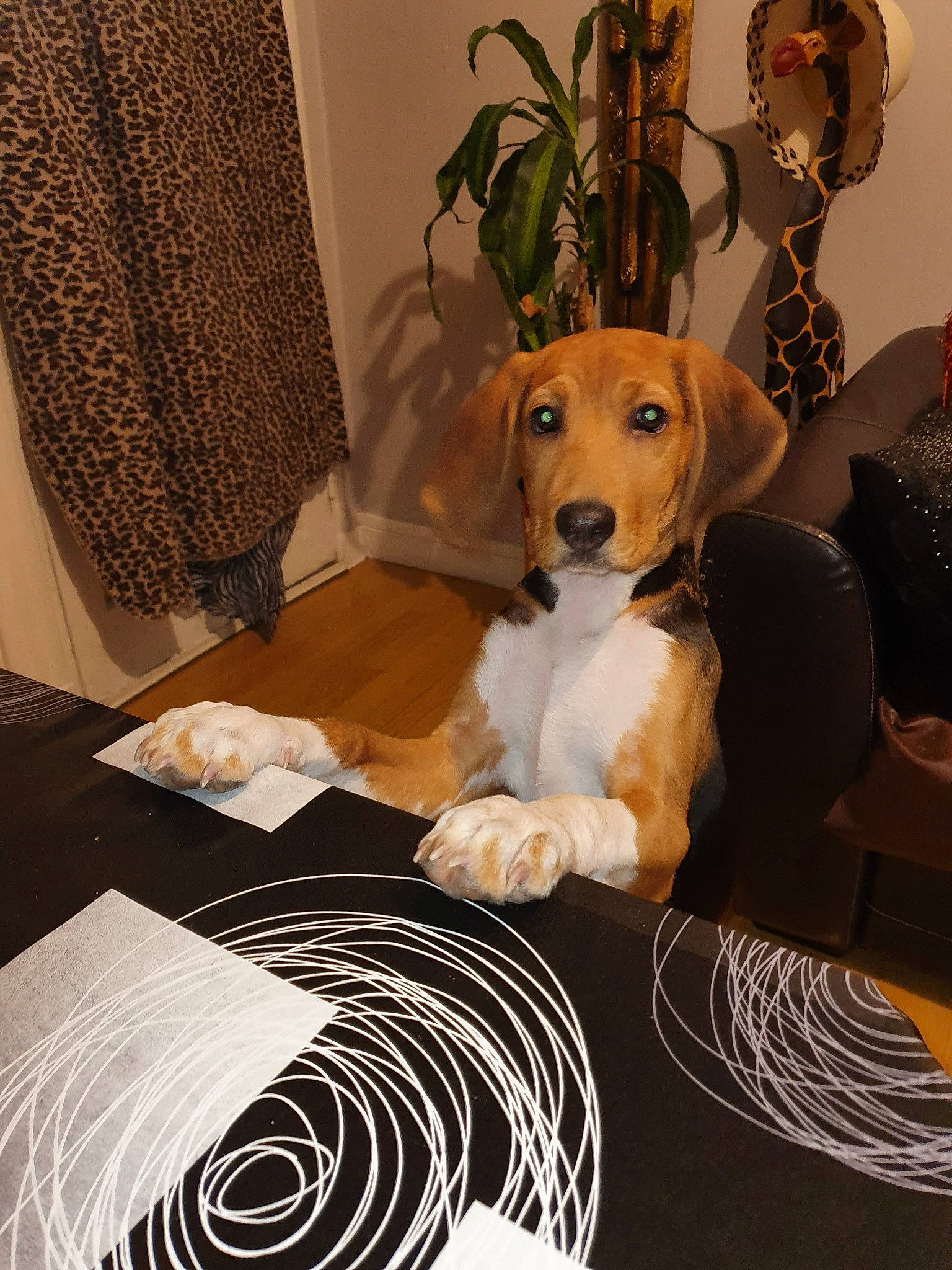 Prince participe au concours pour gagner de l'argent avec cette photo : canidae, carnivore, companion_dog, dog, dog_breed, fawn, fur, furniture, interior_design, lighting_accessory, linens, puppy, whiskers