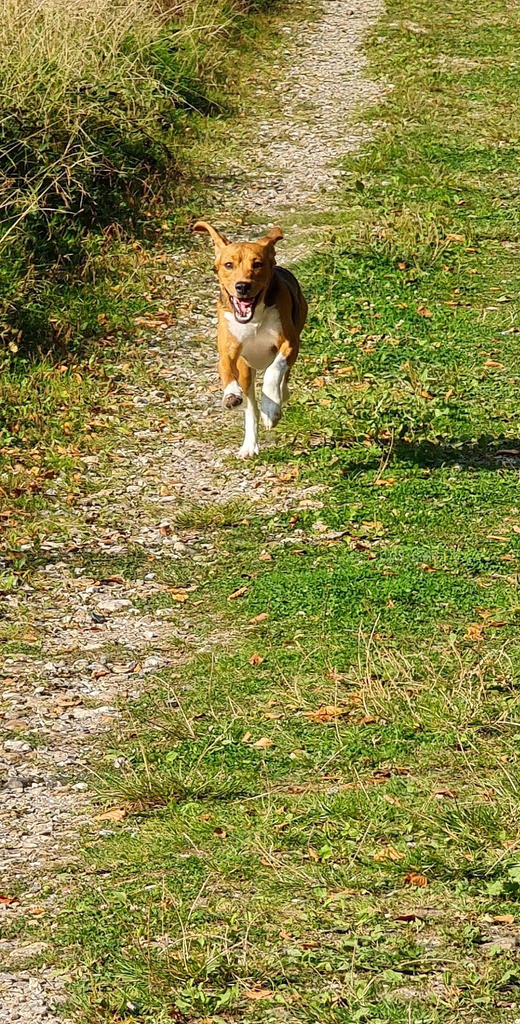 Prince a rejoint le concours — aidez-le/la à gagner de superbes lots ! basenji, beagle, beagle_harrier, canidae, carnivore, dog, dog_breed, grass, harrier, hunting_dog, mammal, serbian_tricolour_hound, vertebrate