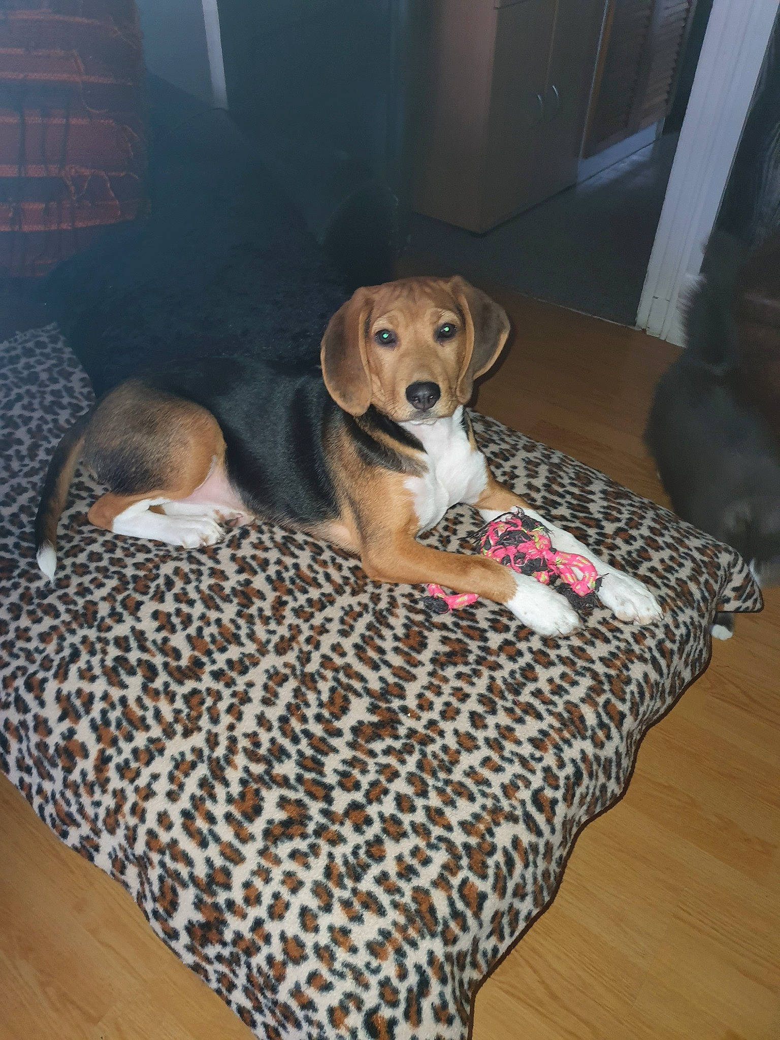 Prince participe au concours pour gagner de l'argent avec cette photo : beagle, canidae, carnivore, companion_dog, dog, dog_bed, dog_breed, dog_supply, floor, flooring, furniture, harrier, mammal
