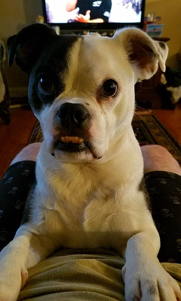 Gunny is registered to the contest to win money with this photo: ancient_dog_breeds, boston_terrier, carnivore, collar, companion_dog, dog, dog_breed, dog_collar, fawn, molosser, non_sporting_group, puppy, puppy_love, snout, terrestrial_animal, toy_dog, whiskers, working_animal, working_dog, wrinkle