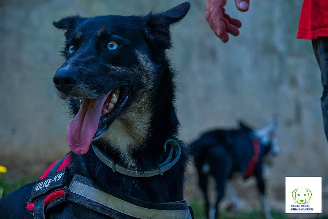 Saphir participe au concours pour gagner de l'argent avec cette photo : blue, canidae, carnivore, collar, companion_dog, dog, dog_breed, dog_collar, dog_supply, electric_blue, fang, fur, green, guard_dog, jaw, leash, sporting_group, whiskers, working_animal, working_dog