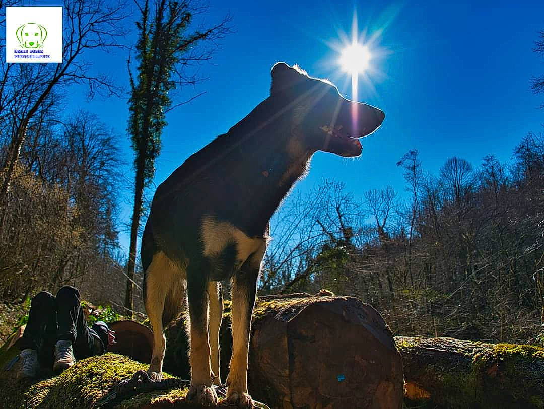 Saphir participe au concours pour gagner de l'argent avec cette photo : canidae, carnivore, companion_dog, dog, dog_breed, fawn, gesture, grass, landscape, lens_flare, light, natural_landscape, plant, sky, snout, sporting_group, sunlight, tail, tree, working_animal