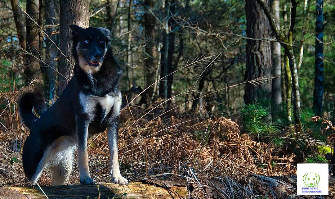 Saphir a rejoint le concours — aidez-le/la à gagner de superbes lots ! canidae, carnivore, companion_dog, dog, dog_breed, fawn, forest, plant, snout, sporting_group, tail, terrestrial_plant, tree, trunk, twig, wildlife, wood, woodland, working_animal, working_dog