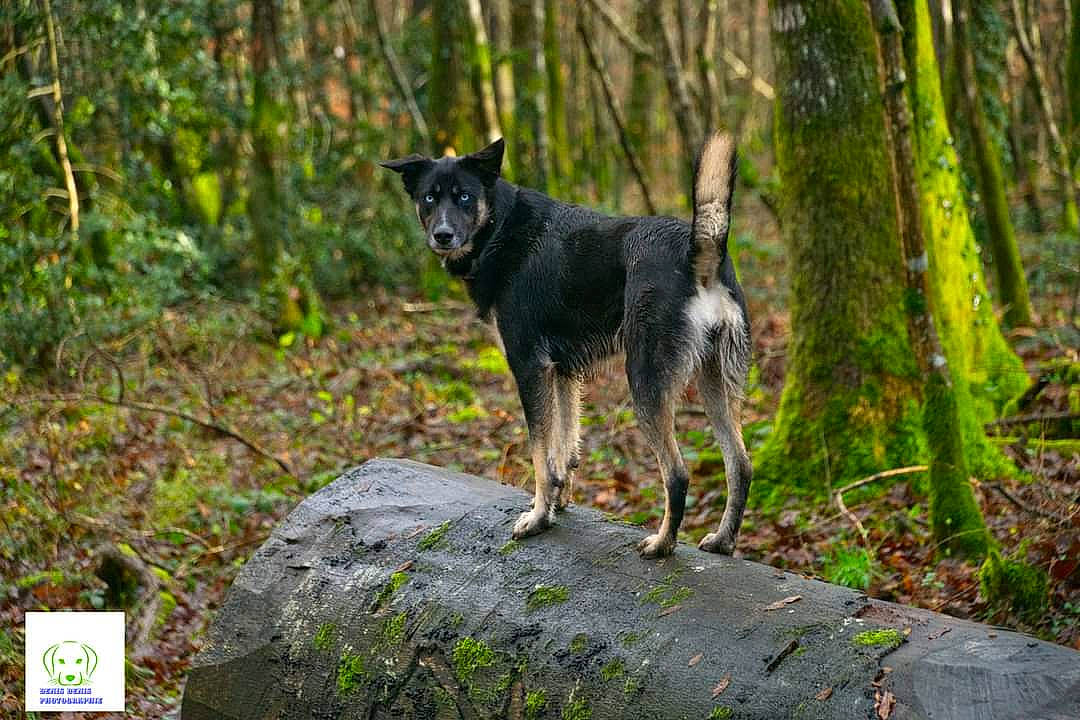 Saphir participe au concours pour gagner de l'argent avec cette photo : canis, carnivore, dog, dog_breed, fawn, forest, grass, natural_landscape, plant, rock, snout, tail, temperate_broadleaf_and_mixed_forest, terrestrial_animal, tree, trunk, wildlife, wood, woodland, working_animal