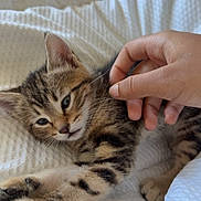 Aiko participe au concours pour gagner de l'argent avec cette photo : kitten, cat, tabby, pet, animal, hand, stretching, white_blanket, cozy, indoor, fur, cute, relaxed, paw, closeup, soft_texture, sleepy, domestic_cat, whiskers, companion