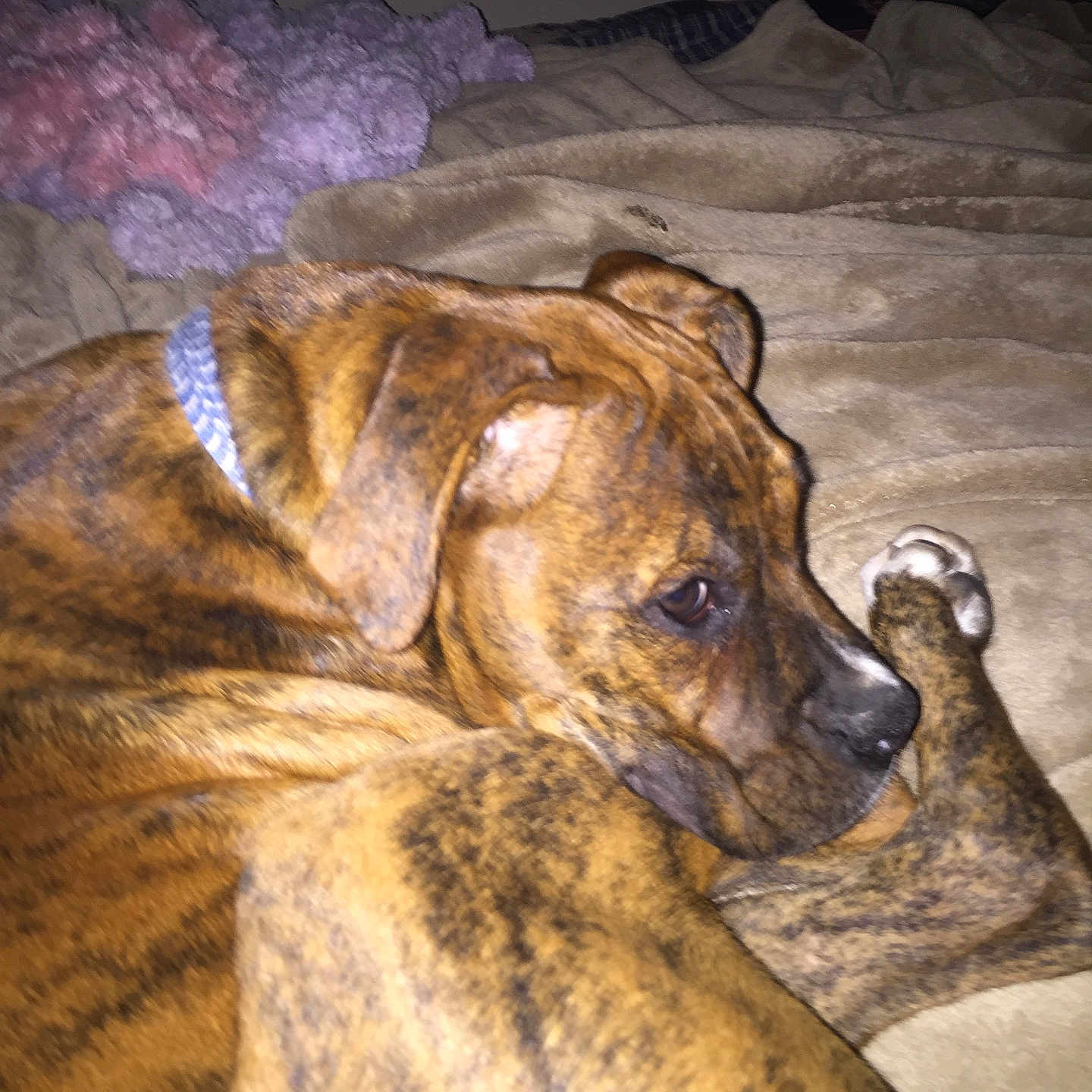 Budro Buddy Elliott is registered to the contest to win money with this photo: animal, bed, blanket, brindle, canine, collar, comfort, cozy, cute, dog, domestic, fur, furniture, indoor, paw, pet, relaxed, resting, side_view, sleepy