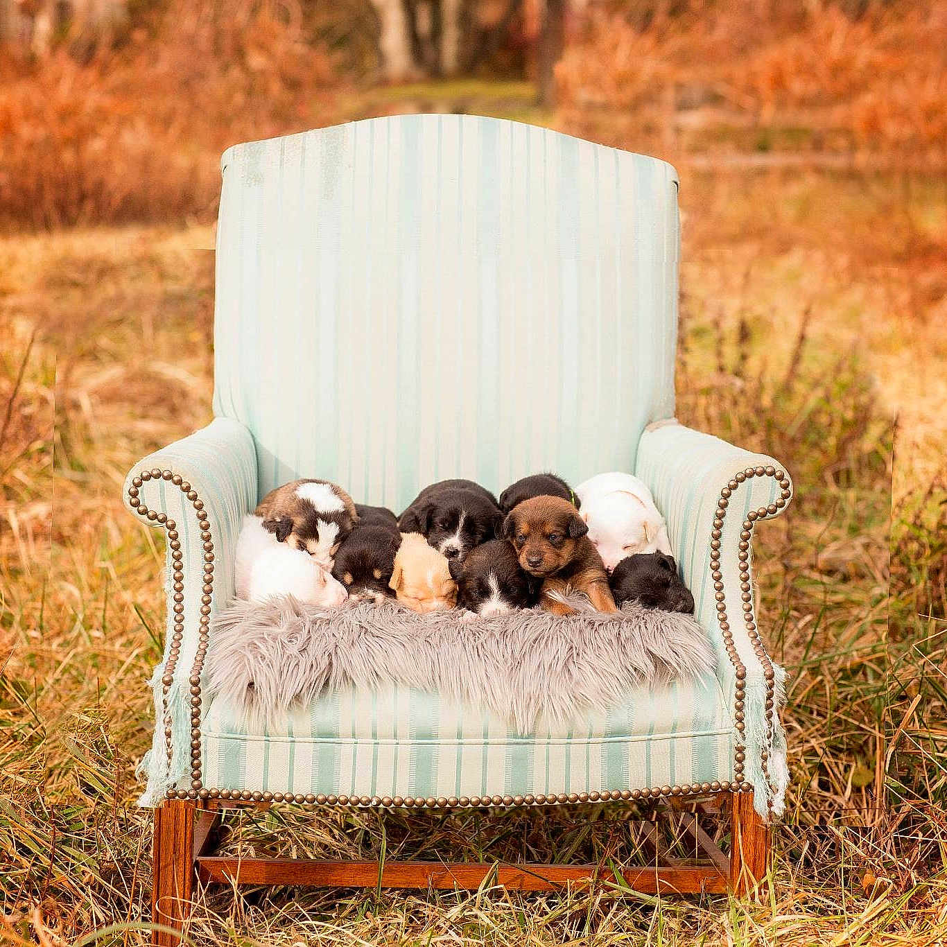 Jezebel's Babies joined the competition — help win amazing prizes!