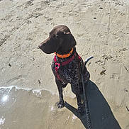 Nino a rejoint le concours — aidez-le/la à gagner de superbes lots ! dog, beach, sand, water, leash, collar, harness, shadow, sunlight, outdoor, pet, animal, sitting, brown_dog, canine, sea, shore, summer, daytime, quiet